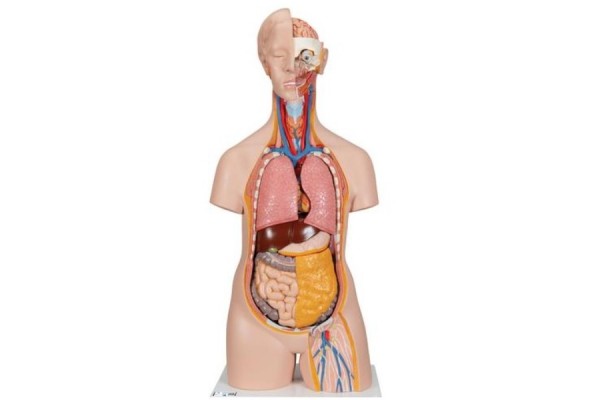 klasyczny unisexowy model tułowia człowieka, 14 części - 3b smart anatomy - 1000190 [b13] 3b scientific modele anatomiczne 2